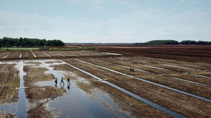Rückkehr der Moore Rückkehr der Moore