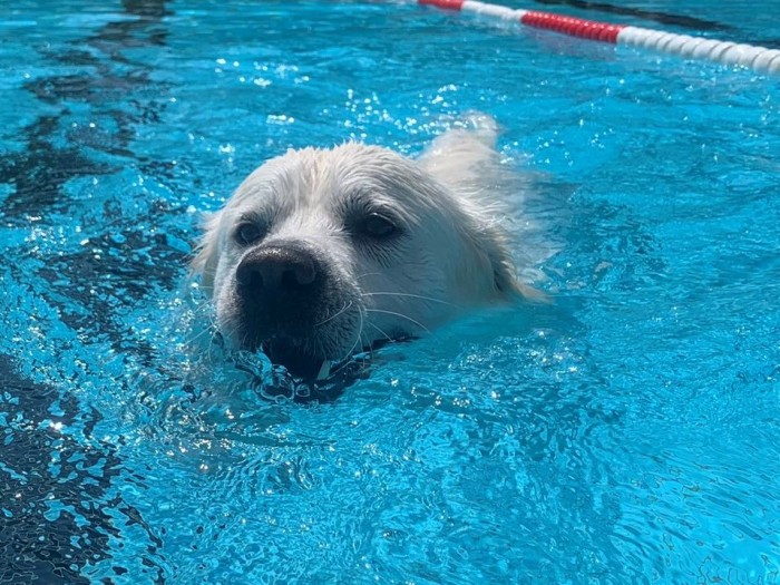 Ein Hund badet in einem Freibadbecken