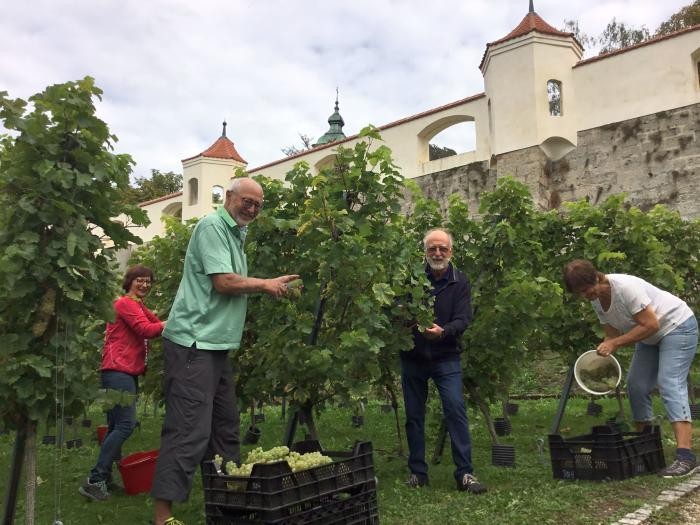Zwei Männer und zwei Frauen stehen zwischen Weinreben im Klostergarten und ernten Trauben
