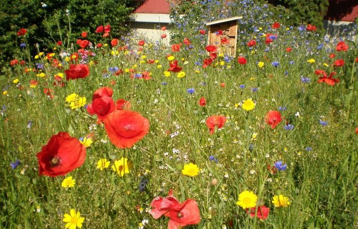 Eine Wiese mit farbig blühenden Wildblumen