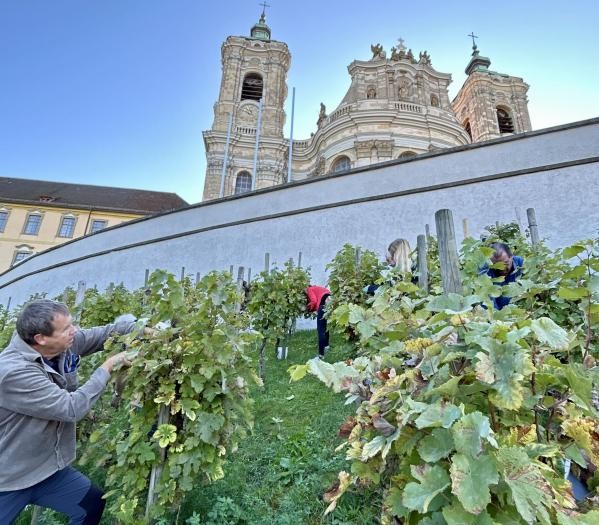 Ein Mann schneidet Trauben von Reben, im Hintergrund die Basilika von Weingarten